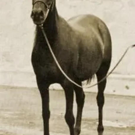 DORAZA (El-Zarib {Abu Farwa} x Doraz by Miraz) ~ Dam of Heritage Montoya