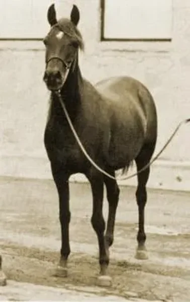 DORAZA (El-Zarib {Abu Farwa} x Doraz by Miraz) ~ Dam of Heritage Montoya