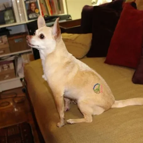Joanie Pelzer’s ‘masculine’ Chihuahua, Hubbell, sports a USA tattoo courtesy of Bendersky.