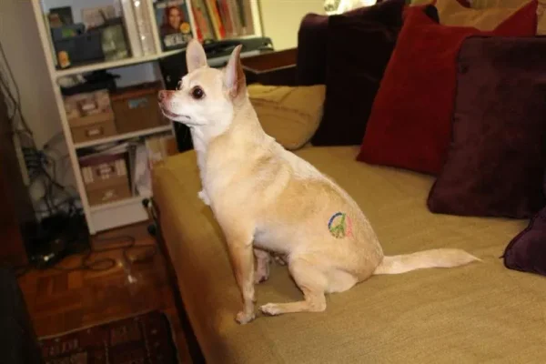 Joanie Pelzer’s ‘masculine’ Chihuahua, Hubbell, sports a USA tattoo courtesy of Bendersky.