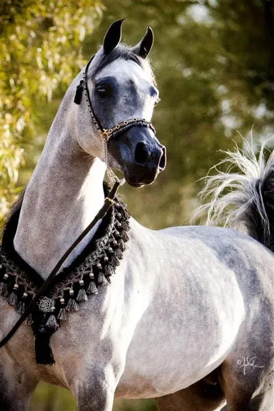 Armir