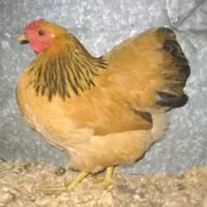 Buff Wyandotte