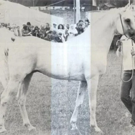 GHALION 1965 Straight Egyptian Stallion.