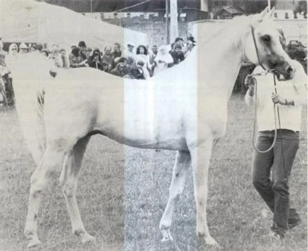 GHALION 1965 Straight Egyptian Stallion.