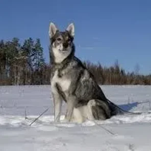 Jämthund