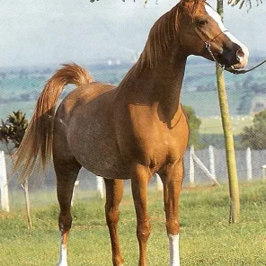 Parana