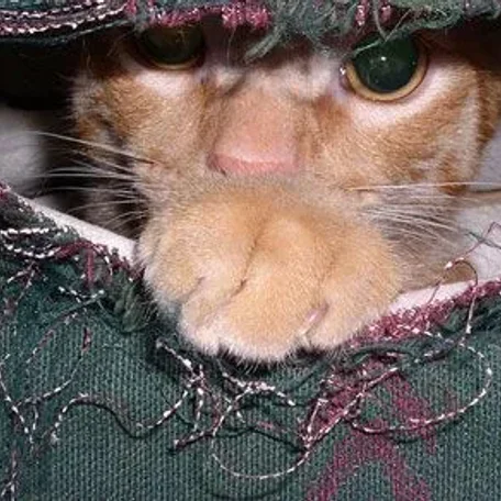 Cats as Pets