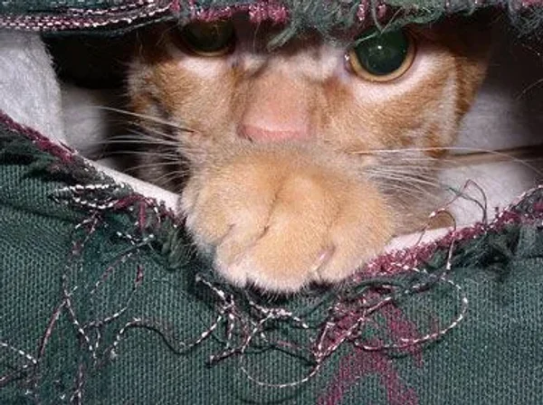 Cats as Pets