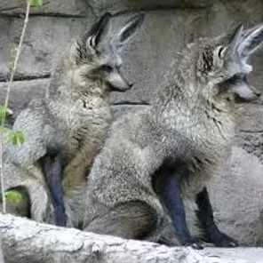 Bat-eared