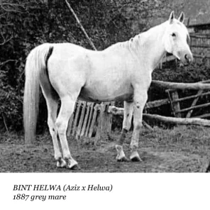 Bint Helwa
