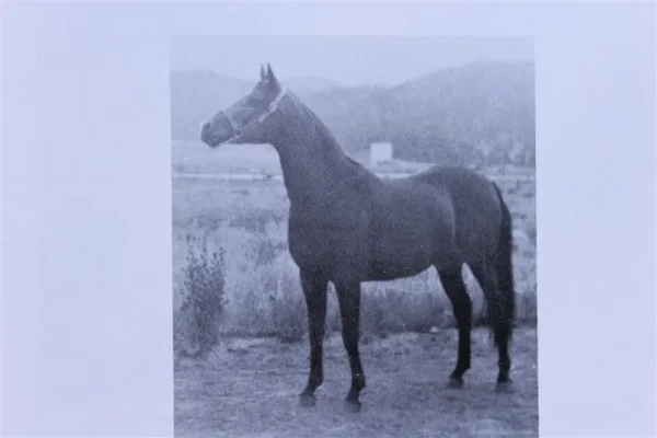 Angyl (Raseyn x Wierna) bay mare, foaled May 5, 1948bred by United States Government