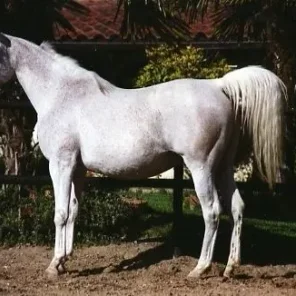 Bint Estopa