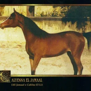 CALYENNA EL JAMAAL