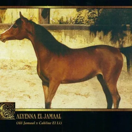 CALYENNA EL JAMAAL