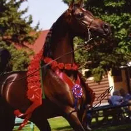 National Champion Stallion...Mishaah