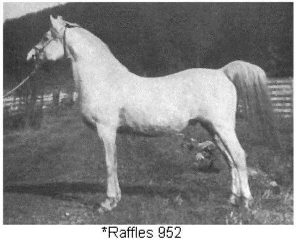RAFFLES
