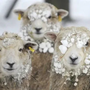 Animals in Winter We Domesticate