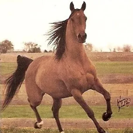 Westerlei