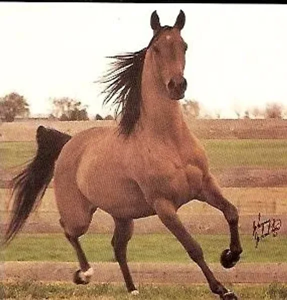 Westerlei