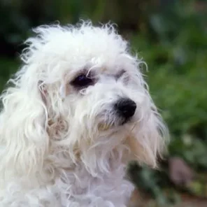 Bolognese