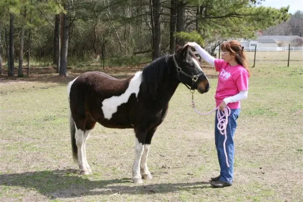 Ponyboy