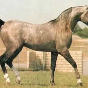 *ABHA NEJEB
