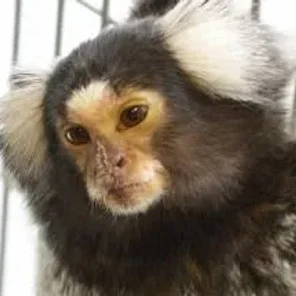 Marmoset Monkey