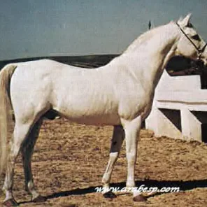 DANDI II