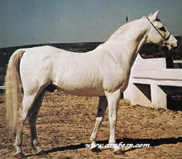 DANDI II