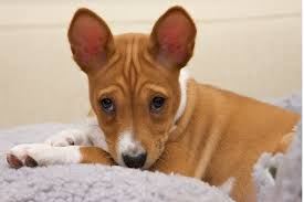 Basenji