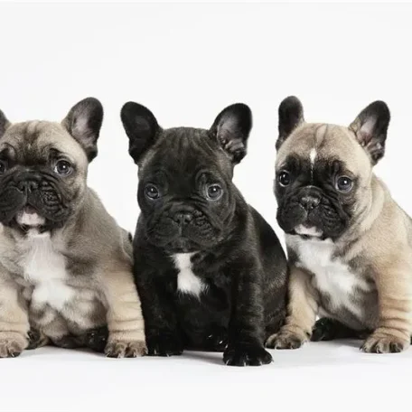 His unique appearance and mischievous nature make the Frenchie a well-loved breed.