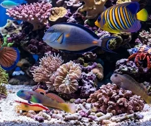 Fish - Marine