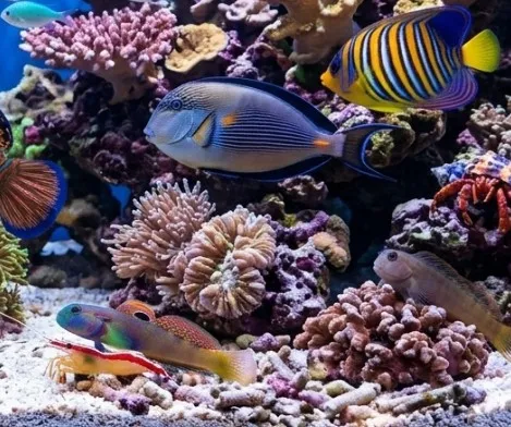 Fish - Marine