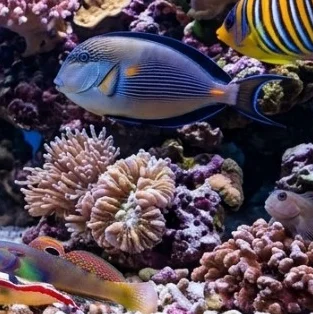 Fish - Marine