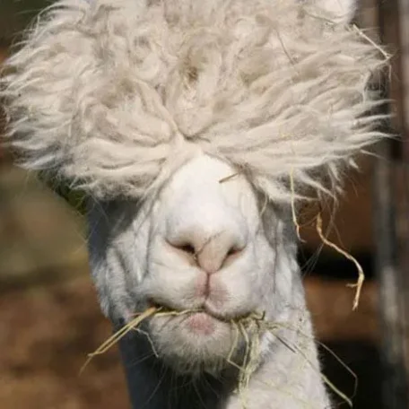 Alpaca History

