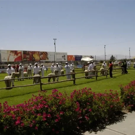 Alpaca Fiesta 2014
