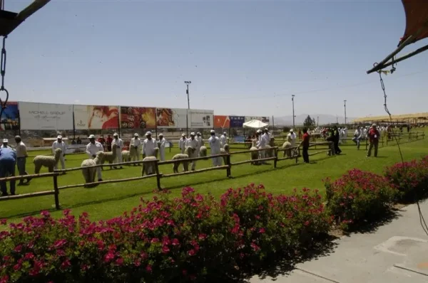 Asociación Internacional de la Alpaca