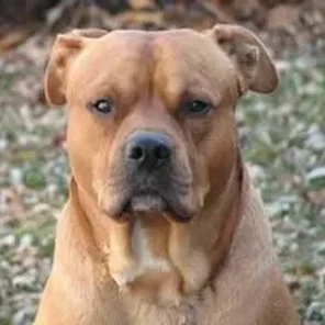 American Bullador (Designer Dog)
