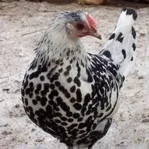 Silver Spangled Hamburg