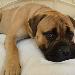 World’s Best Guard Dog Breeds - Part I