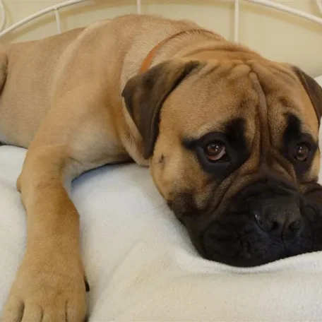 What comes to mind when you hear the term “guard dog” Do you immediately picture a monstrous, muscular animal with massive slavering jaws and a bone-chilling, deep-voiced bark