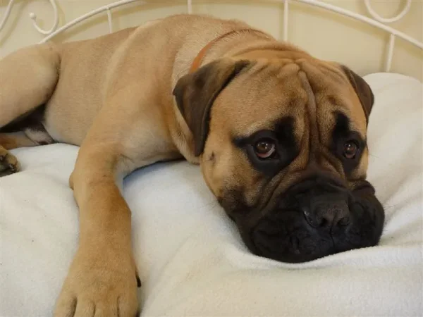 What comes to mind when you hear the term “guard dog” Do you immediately picture a monstrous, muscular animal with massive slavering jaws and a bone-chilling, deep-voiced bark