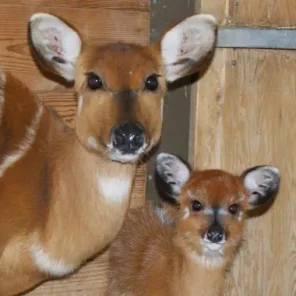 Situtunga Antelope