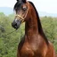 Captive Winds Arabians