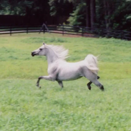TA Jihana Bey at Luxemere Arabians