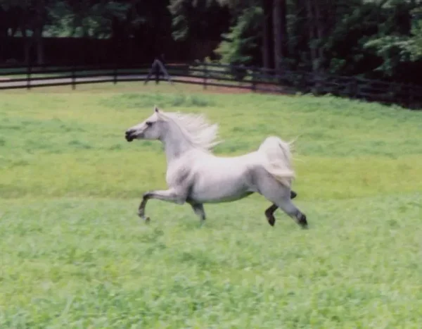 TA Jihana Bey at Luxemere Arabians