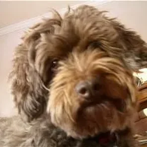 Poogle (Designer Dog)