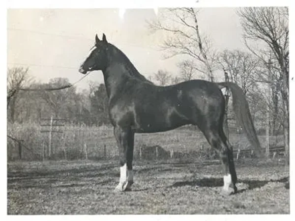 BAZLEYD