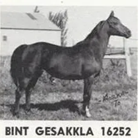 BINT GESAKKLA
