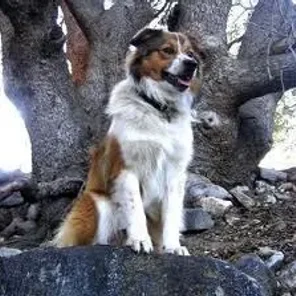 Basque Shepherd